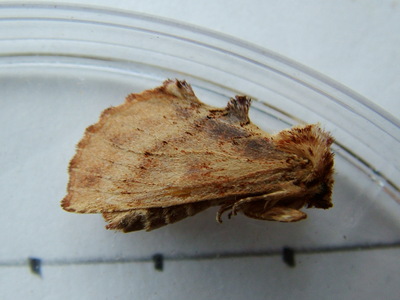 Coxcomb Prominent
